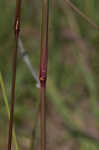 Longspike tridens